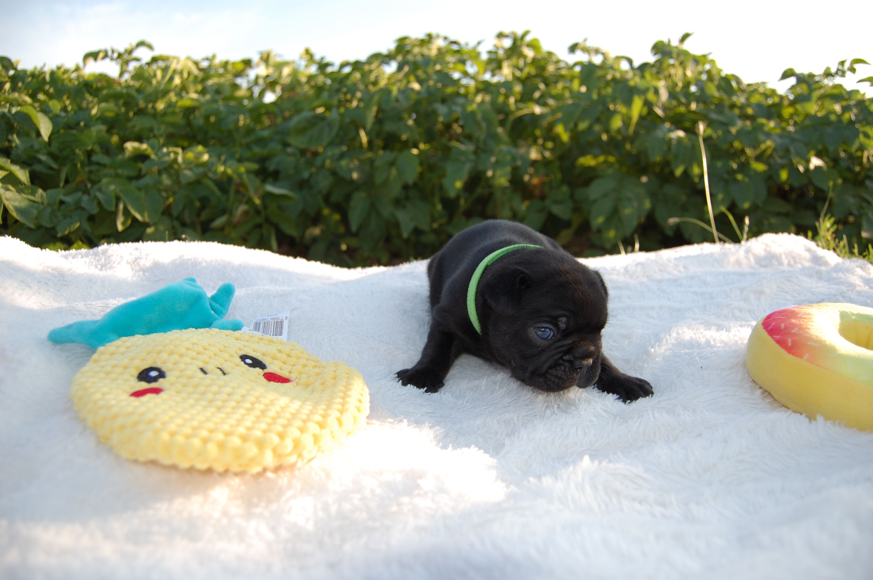 <svg class='green'></svg> <b>Mr.Sirius Black</b> <svg class='green'></svg>